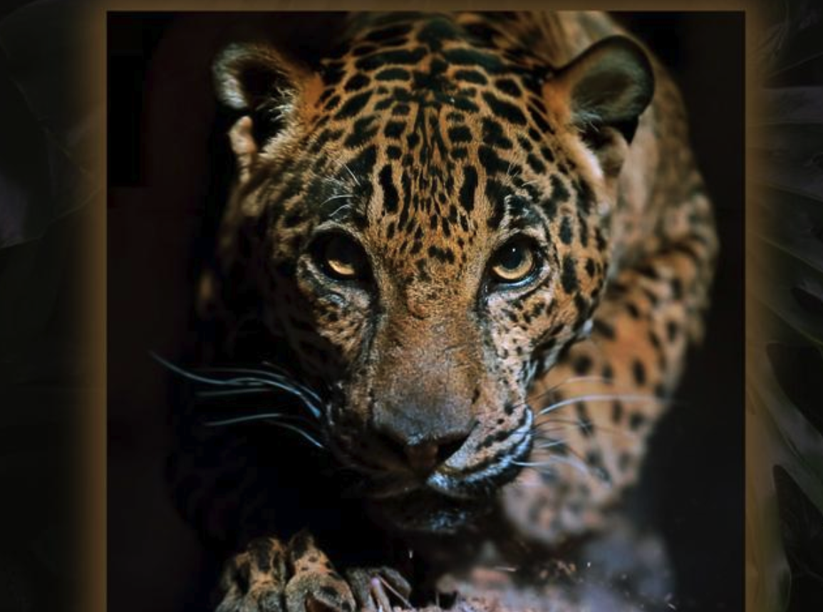El jaguar, especie resiliente que prospera entre México y Estados Unidos